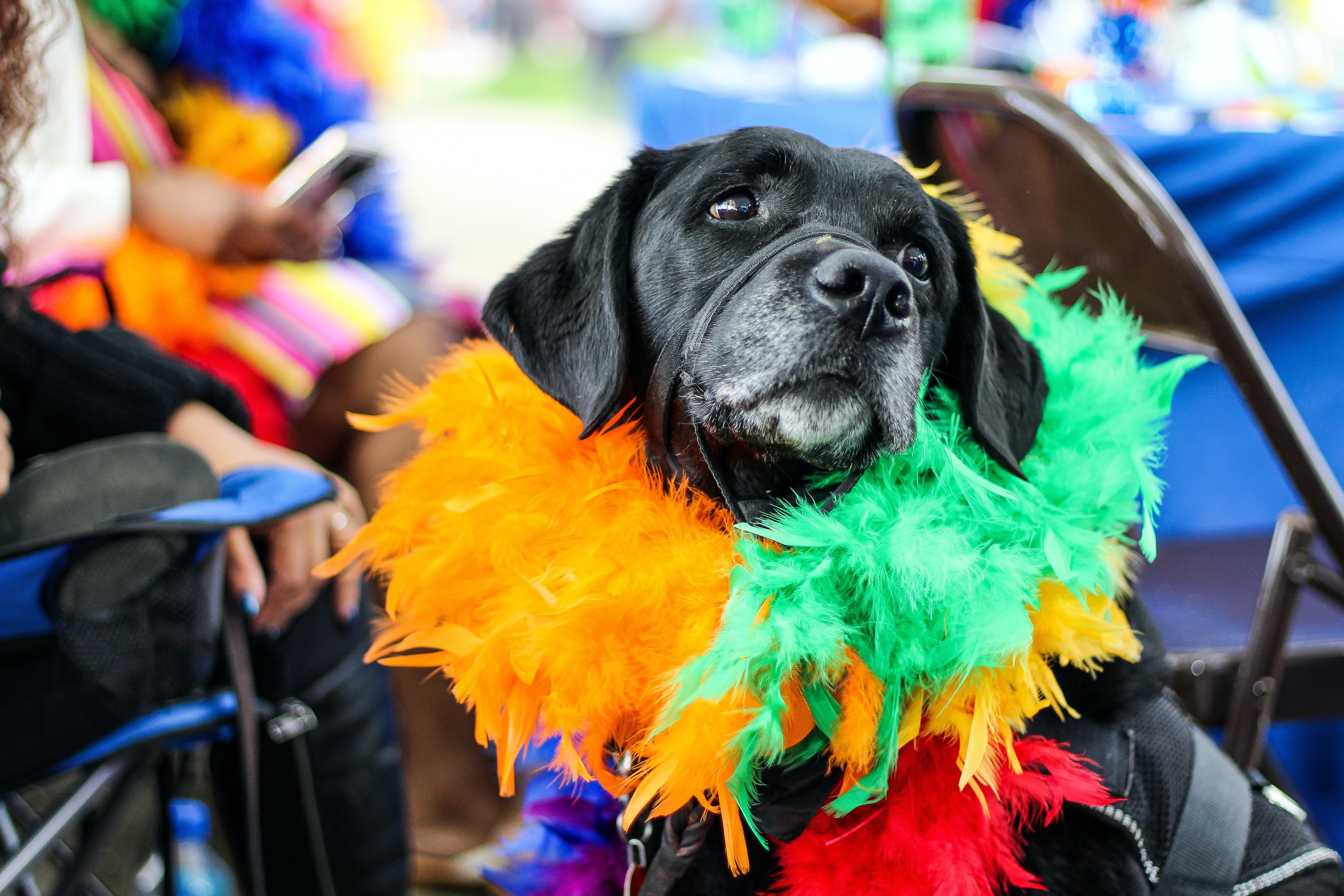 Pet Friendly UK Festivals.